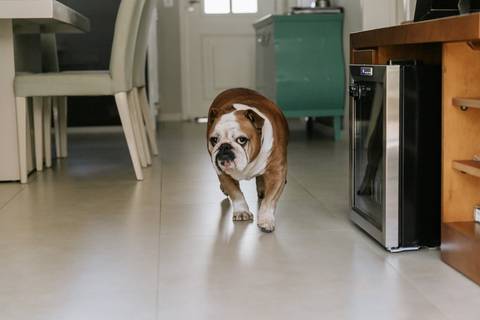 pets no ensaio gestante'