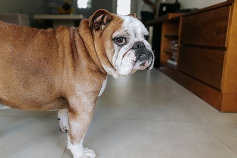 pet no ensaio em casa'