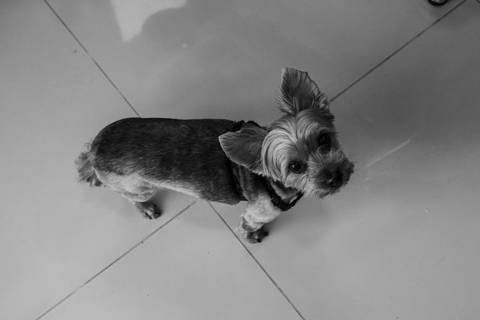 Making Of casamento Melissa e Flávia no Espaço Quinta dos Pinheiros- Serra da Cantareira- São Paulo-SP'