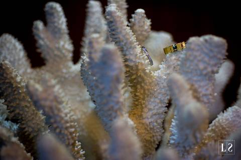 alianças-dos-noivos'