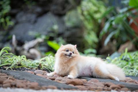 Fotografia de  Pet Gestante , em Vila Velha,  feita pelo Estúdio JAMC'