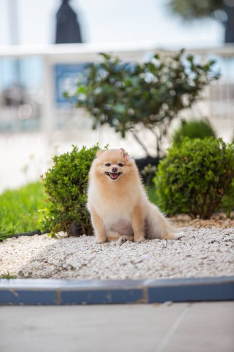 Fotografia de  Pet Gestante , em Vila Velha,  feita pelo Estúdio JAMC'