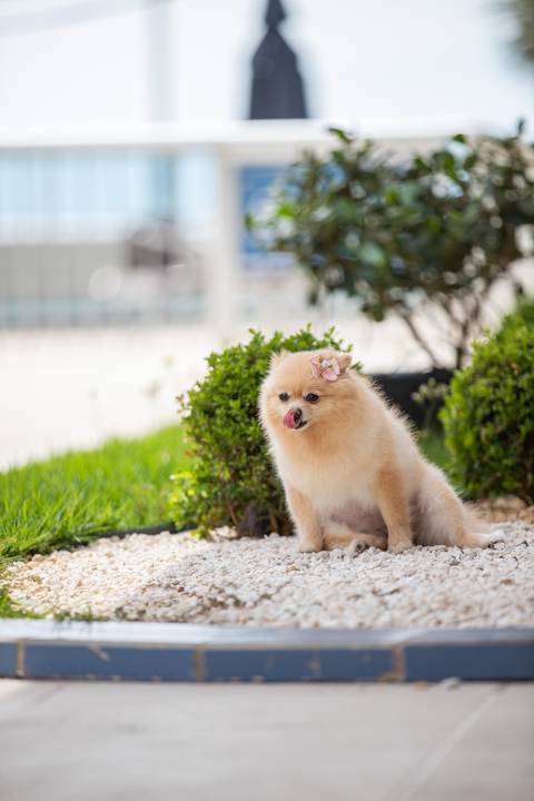 Fotografia de  Pet Gestante , em Vila Velha,  feita pelo Estúdio JAMC'