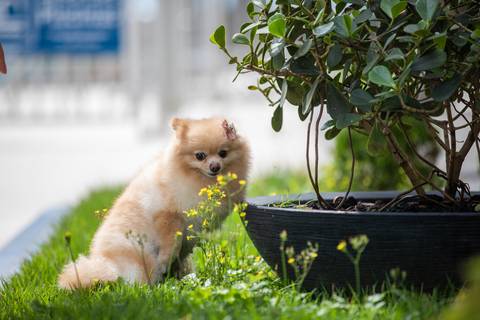 Fotografia de  Pet Gestante , em Vila Velha,  feita pelo Estúdio JAMC'