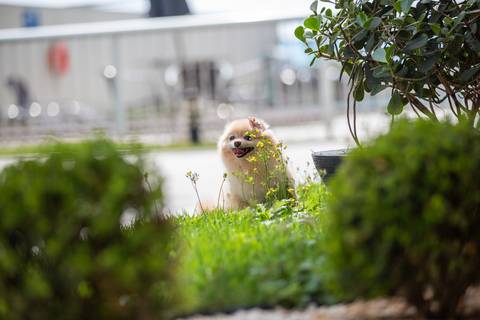 Fotografia de  Pet Gestante , em Vila Velha,  feita pelo Estúdio JAMC'
