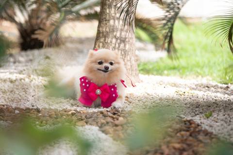 Fotografia de  Pet Gestante , em Vila Velha,  feita pelo Estúdio JAMC'