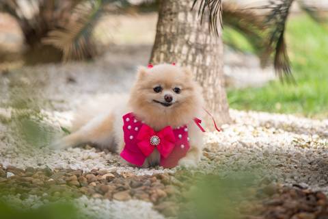 Fotografia de  Pet Gestante , em Vila Velha,  feita pelo Estúdio JAMC'