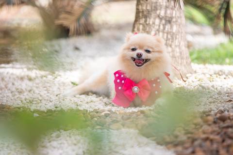 Fotografia de  Pet Gestante , em Vila Velha,  feita pelo Estúdio JAMC'