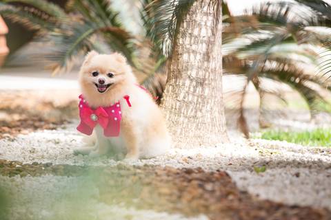 Fotografia de  Pet Gestante , em Vila Velha,  feita pelo Estúdio JAMC'