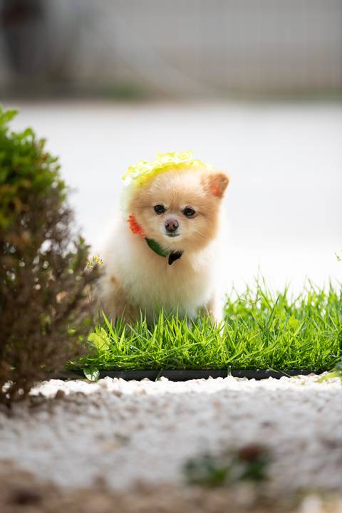 Fotografia de  Pet Gestante , em Vila Velha,  feita pelo Estúdio JAMC'