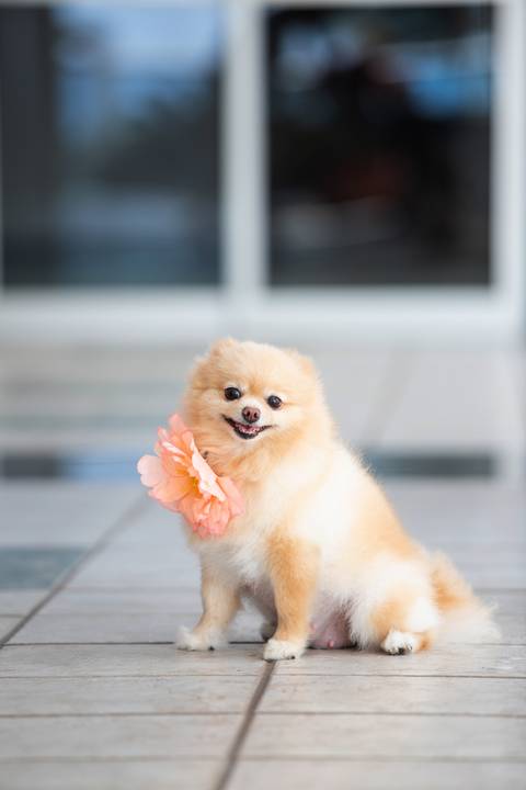 Fotografia de  Pet Gestante , em Vila Velha,  feita pelo Estúdio JAMC'