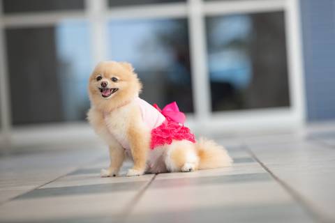 Fotografia de  Pet Gestante , em Vila Velha,  feita pelo Estúdio JAMC'