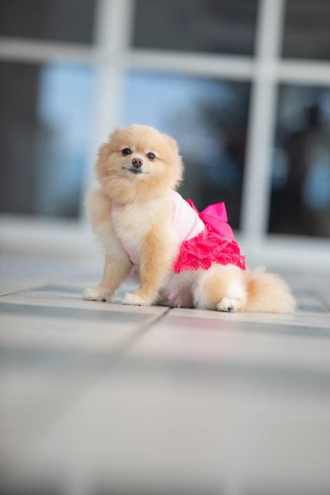 Fotografia de  Pet Gestante , em Vila Velha,  feita pelo Estúdio JAMC'