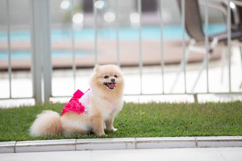 Fotografia de  Pet Gestante , em Vila Velha,  feita pelo Estúdio JAMC'