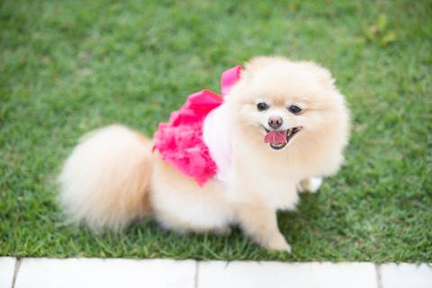 Fotografia de  Pet Gestante , em Vila Velha,  feita pelo Estúdio JAMC'