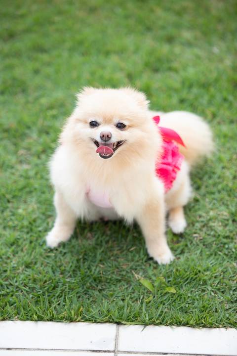 Fotografia de  Pet Gestante , em Vila Velha,  feita pelo Estúdio JAMC'