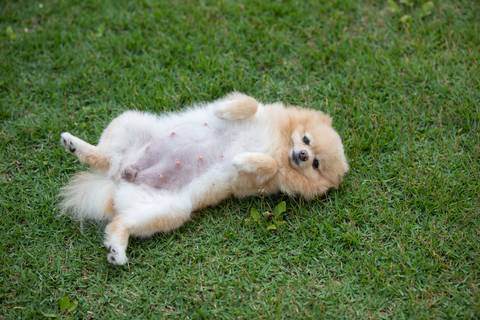 Fotografia de  Pet Gestante , em Vila Velha,  feita pelo Estúdio JAMC'