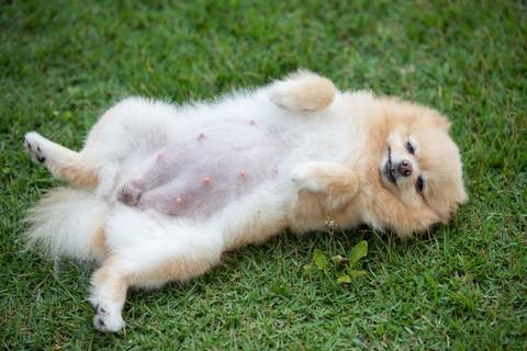 Fotografia de  Pet Gestante , em Vila Velha,  feita pelo Estúdio JAMC'