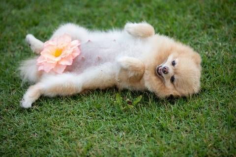 Fotografia de  Pet Gestante , em Vila Velha,  feita pelo Estúdio JAMC'