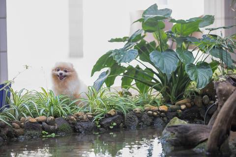 Fotografia de  Pet Gestante , em Vila Velha,  feita pelo Estúdio JAMC'
