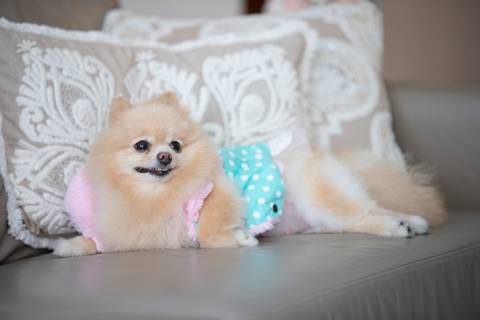 Fotografia de  Pet Gestante , em Vila Velha,  feita pelo Estúdio JAMC'