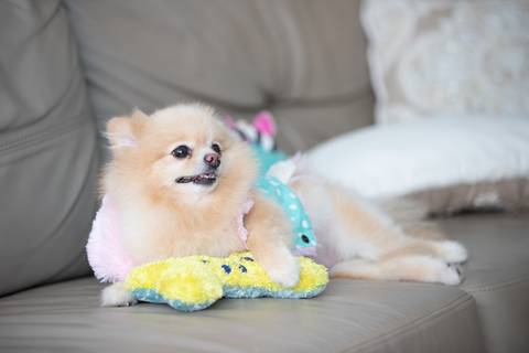Fotografia de  Pet Gestante , em Vila Velha,  feita pelo Estúdio JAMC'