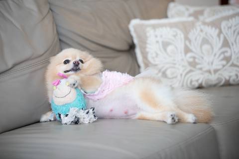 Fotografia de  Pet Gestante , em Vila Velha,  feita pelo Estúdio JAMC'