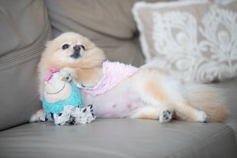 Fotografia de  Pet Gestante , em Vila Velha,  feita pelo Estúdio JAMC'