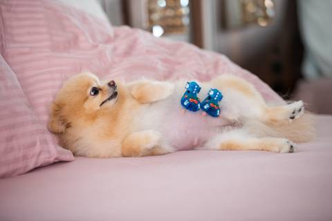 Fotografia de  Pet Gestante , em Vila Velha,  feita pelo Estúdio JAMC'