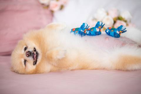 Fotografia de  Pet Gestante , em Vila Velha,  feita pelo Estúdio JAMC'