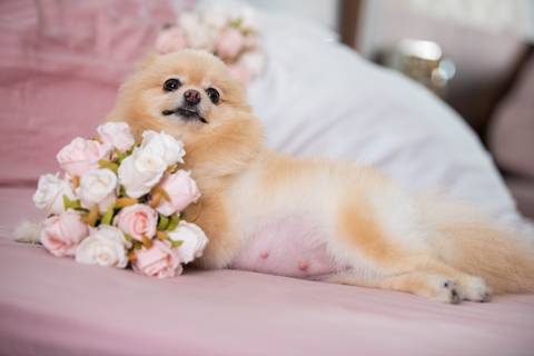 Fotografia de  Pet Gestante , em Vila Velha,  feita pelo Estúdio JAMC'