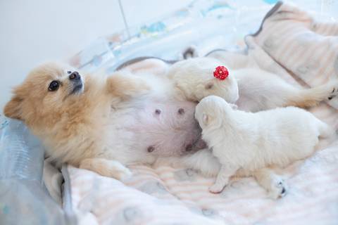Fotografia de  Pet Gestante , em Vila Velha,  feita pelo Estúdio JAMC'
