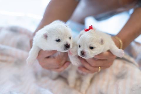 Fotografia de  Pet Gestante , em Vila Velha,  feita pelo Estúdio JAMC'