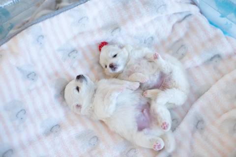 Fotografia de  Pet Gestante , em Vila Velha,  feita pelo Estúdio JAMC'
