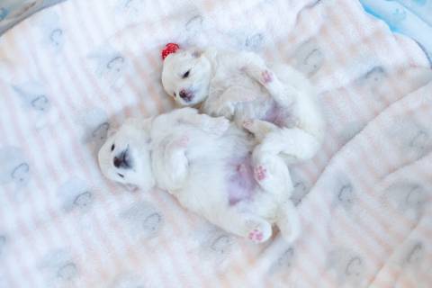 Fotografia de  Pet Gestante , em Vila Velha,  feita pelo Estúdio JAMC'