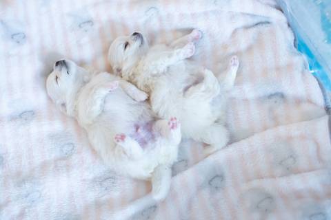 Fotografia de  Pet Gestante , em Vila Velha,  feita pelo Estúdio JAMC'