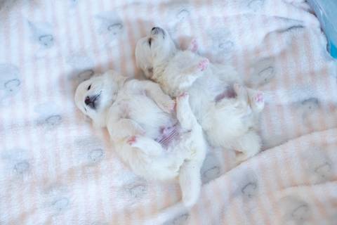 Fotografia de  Pet Gestante , em Vila Velha,  feita pelo Estúdio JAMC'