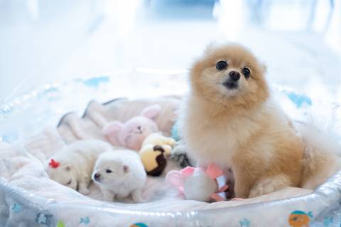 Fotografia de  Pet Gestante , em Vila Velha,  feita pelo Estúdio JAMC'