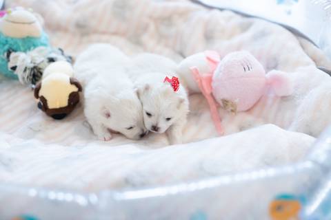 Fotografia de  Pet Gestante , em Vila Velha,  feita pelo Estúdio JAMC'