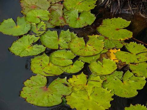 Caminhada da Colheita - MA'