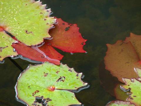 Caminhada da Colheita - MA'