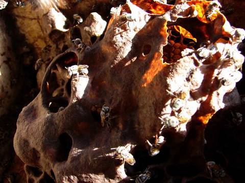 Caminhada da Colheita - MA'