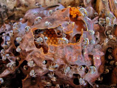 Caminhada da Colheita - MA'