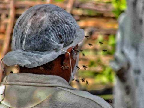 Caminhada da Colheita - MA'