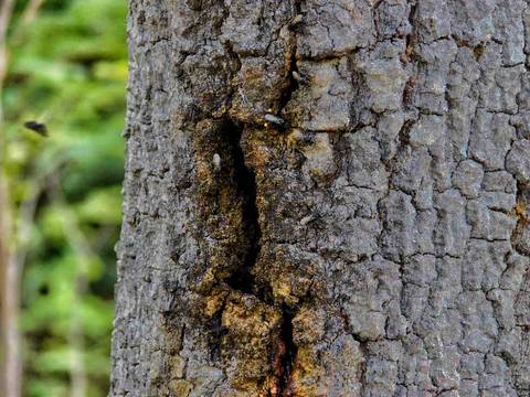 Caminhada da Colheita - MA'