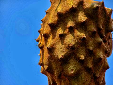 Caminhada da Colheita - MA'