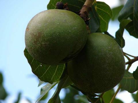 Caminhada da Colheita - MA'