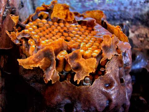 Caminhada da Colheita - MA'