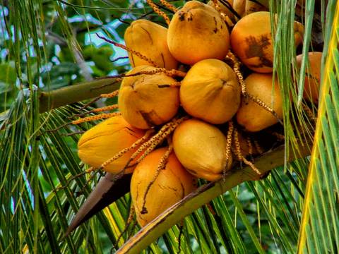 Caminhada da Colheita - MA'