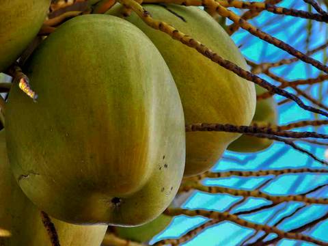 Caminhada da Colheita - MA'